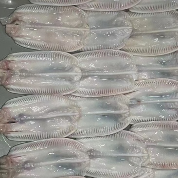 大量出售鸭唇皮，现货，价格便宜