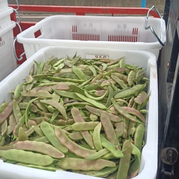 油豆
