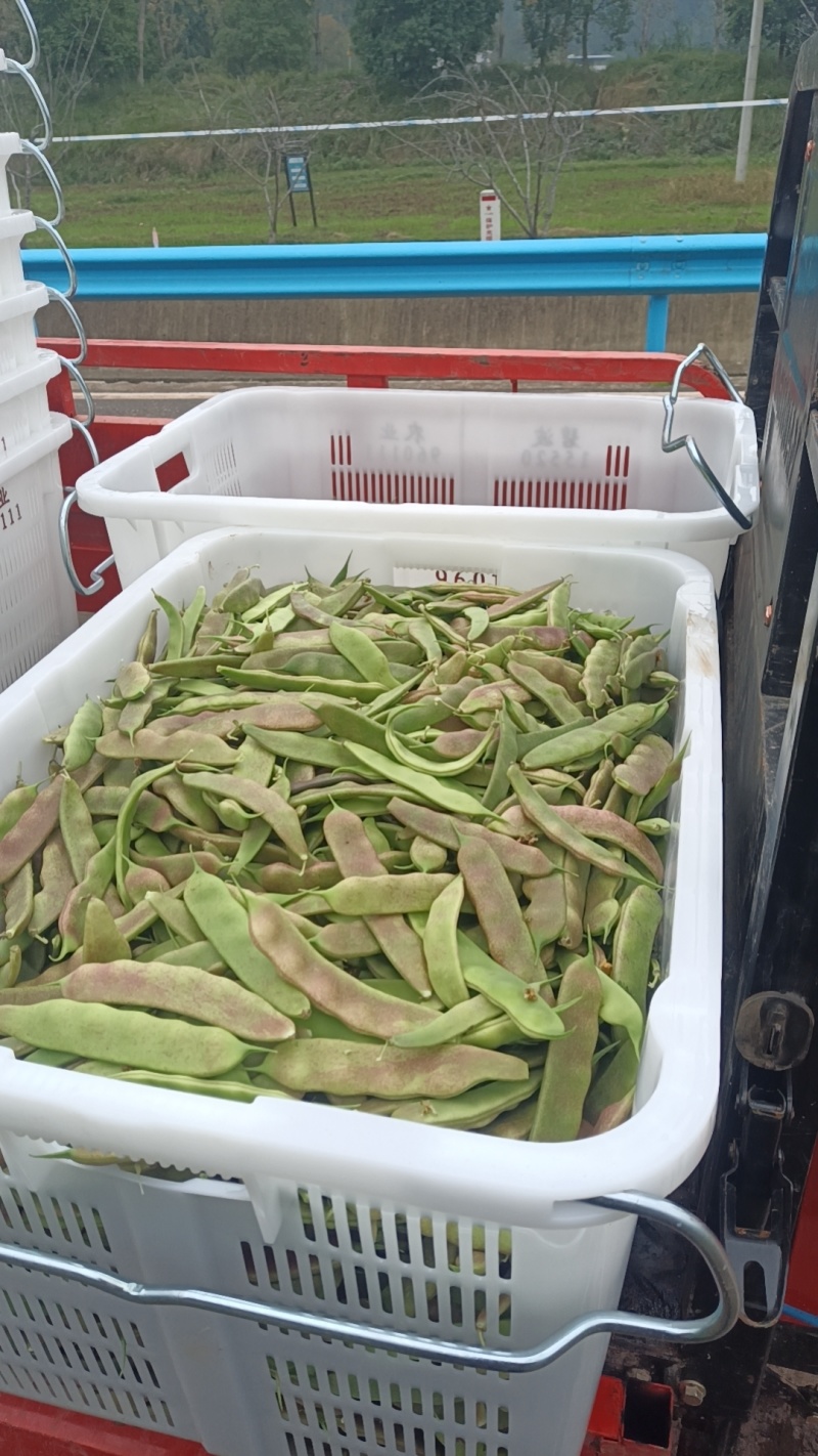 油豆