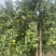 广西砂糖橘，货源充足，顺丰支持代发代办，欢迎来电咨询