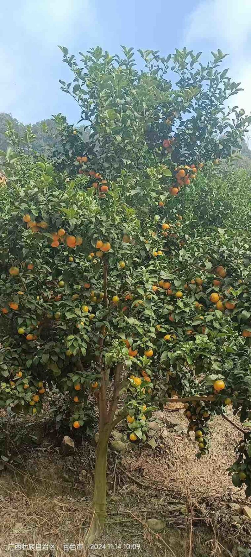 广西砂糖橘，货源充足，顺丰支持代发代办，欢迎来电咨询
