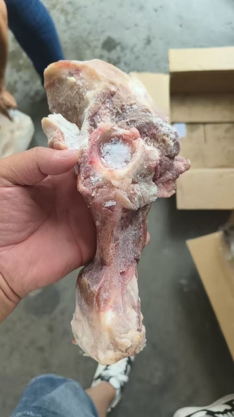 国产多肉尾叉骨