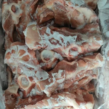国产多肉尾叉骨