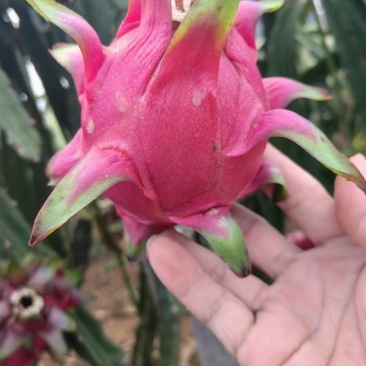红心火龙果。