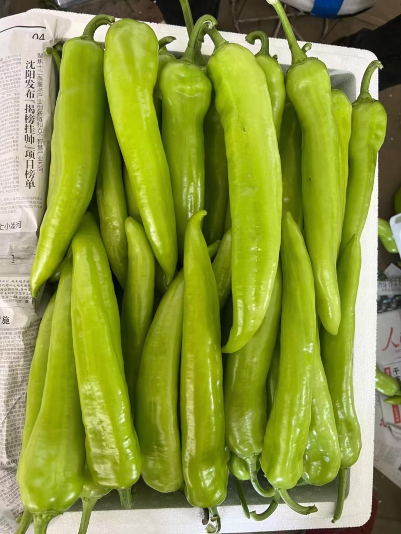 辽宁尖椒