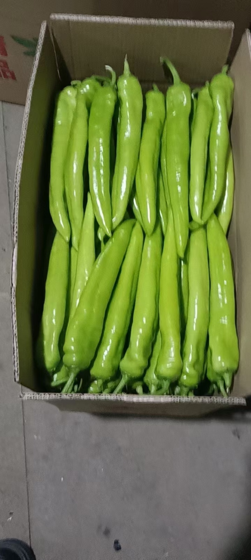 辽宁尖椒