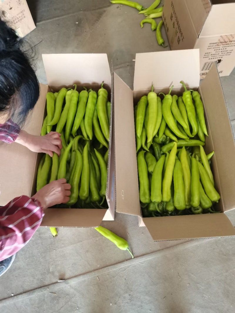 辽宁尖椒