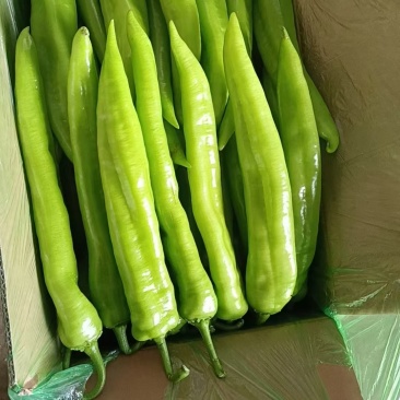 辽宁尖椒