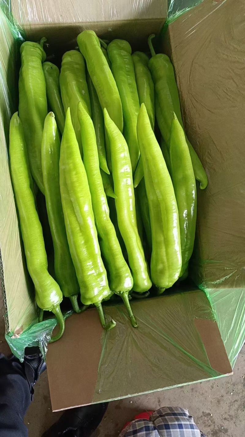 辽宁尖椒