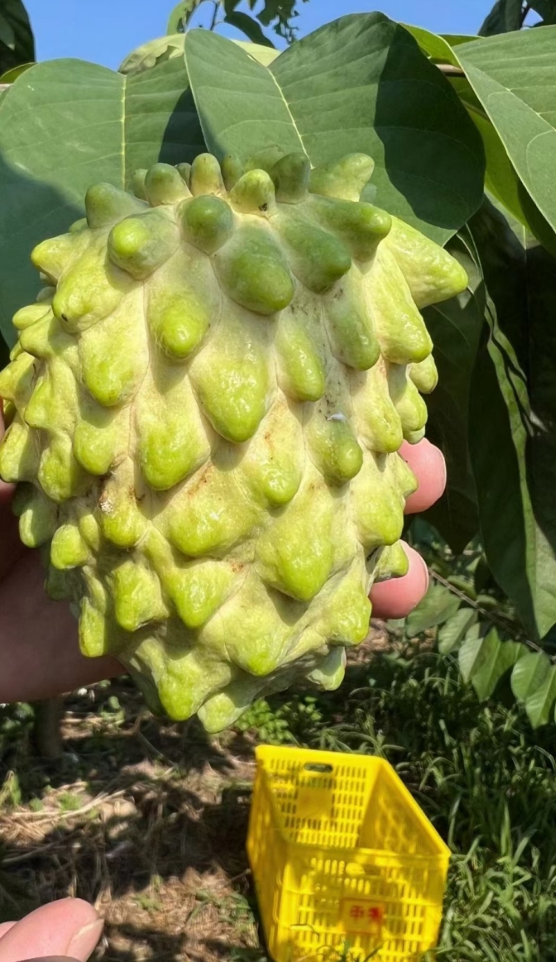 凤梨释迦果