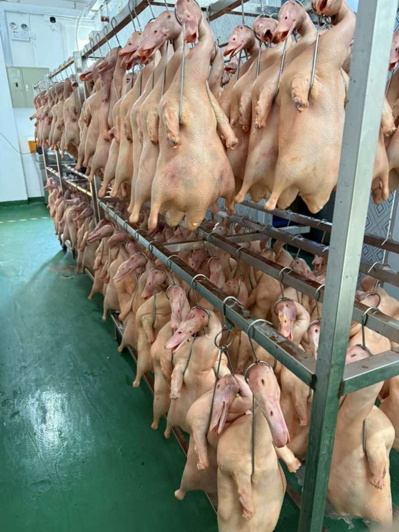 烤鸭专用新鲜光鸭4斤-6斤都有，规格齐全！