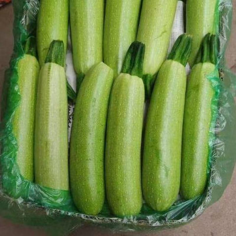 北票西葫芦