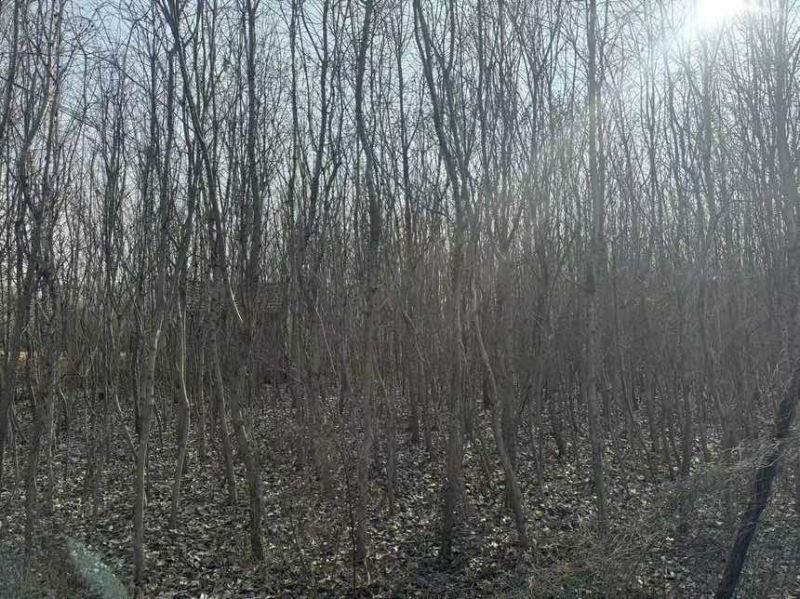 10亩地的流苏树低价出一手货源