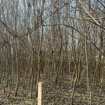 10亩地的流苏树低价出一手货源