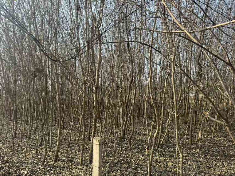 10亩地的流苏树低价出一手货源