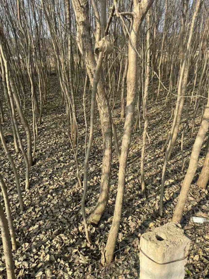 10亩地的流苏树低价出一手货源