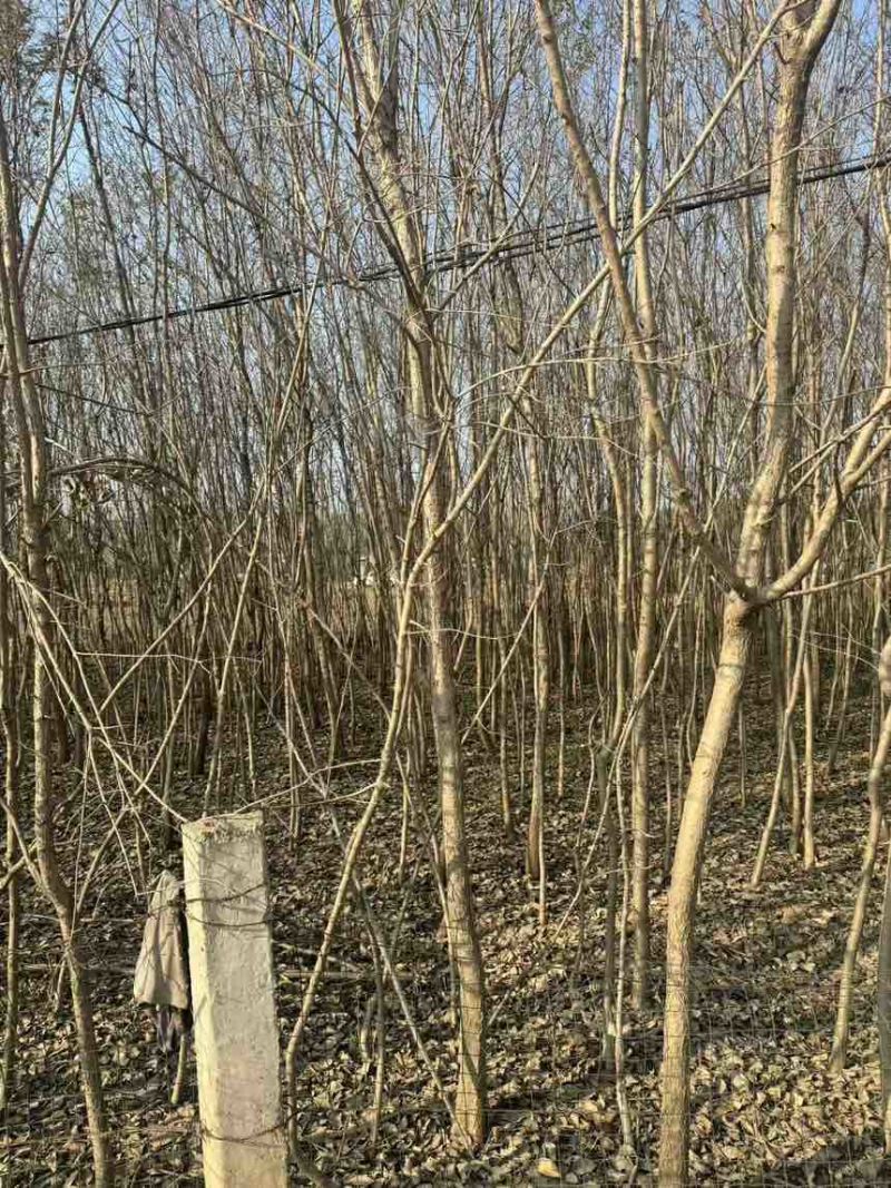 10亩地的流苏树低价出一手货源