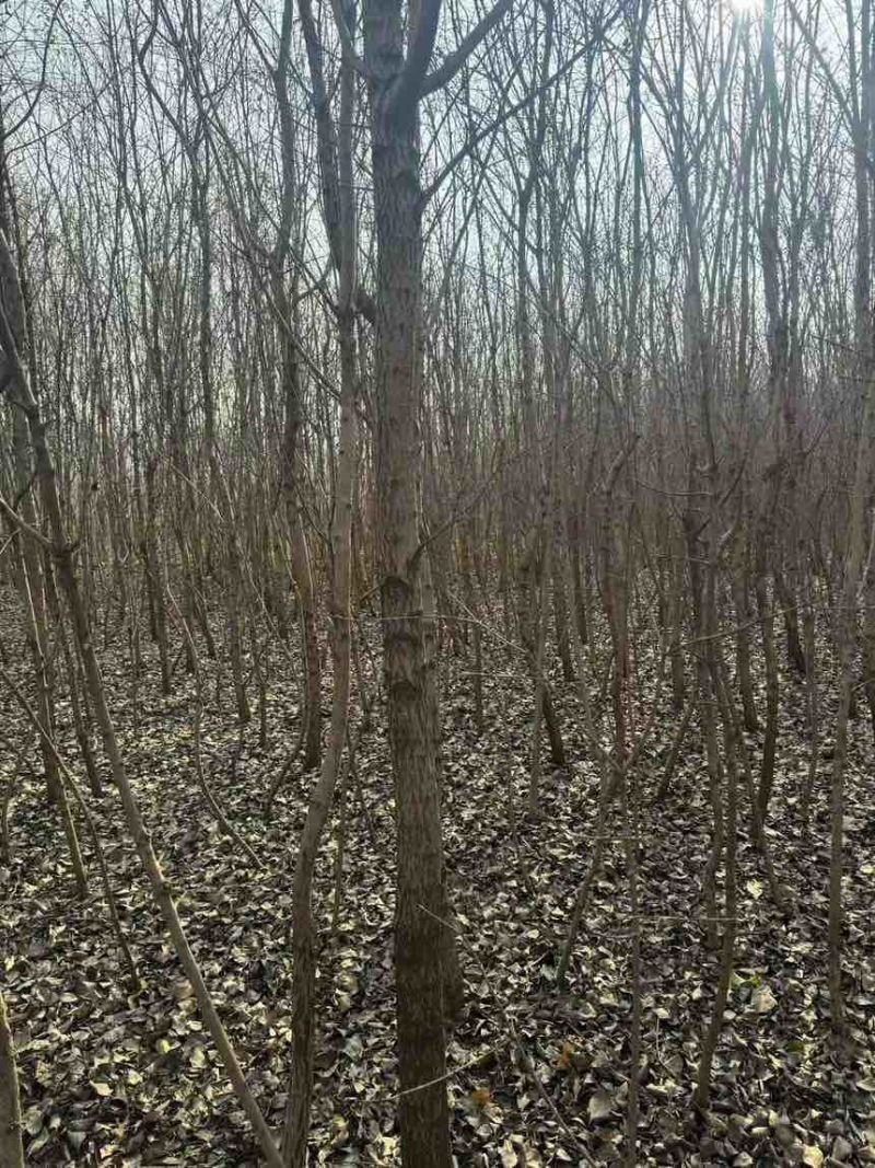 10亩地的流苏树低价出一手货源
