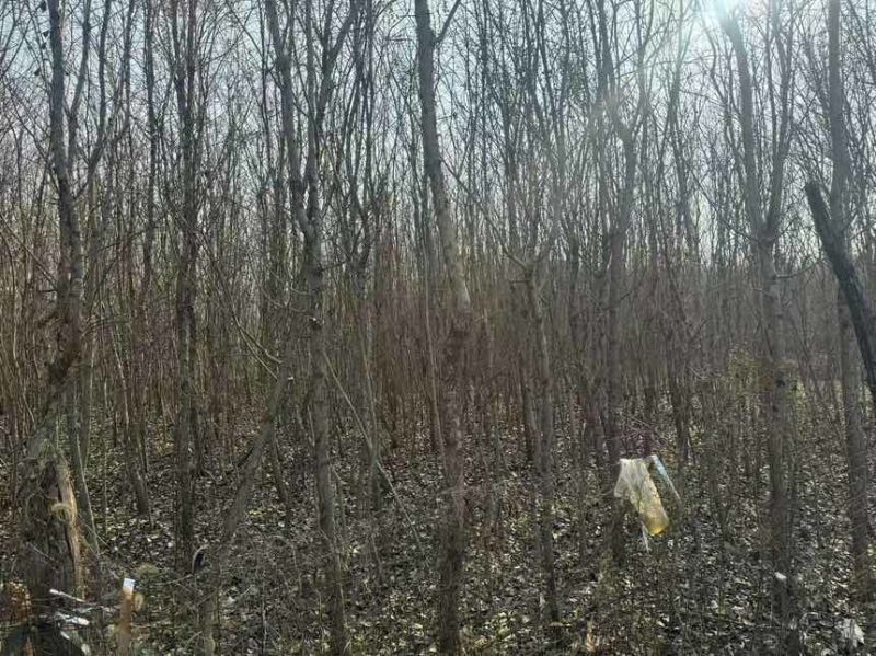 10亩地的流苏树低价出一手货源