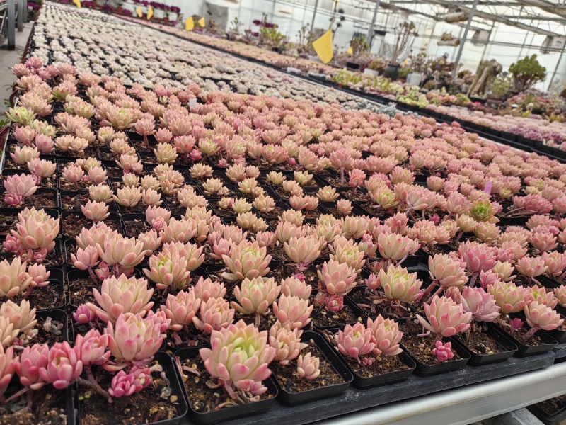 花卉多肉植物