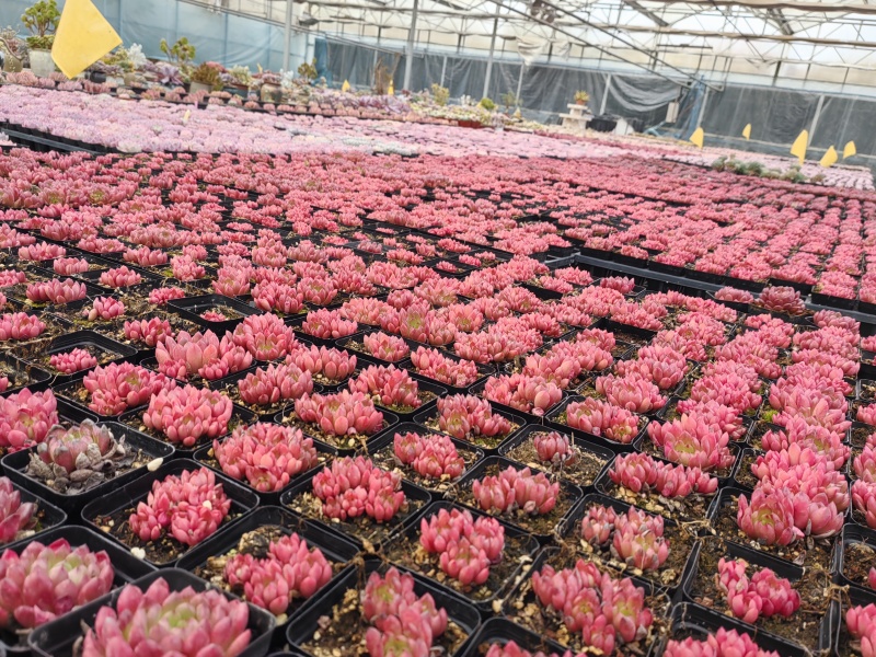 花卉多肉植物