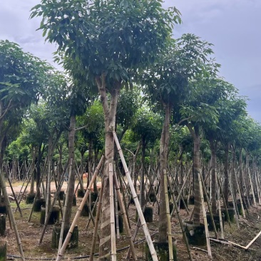 紫花风铃木嫁接苗，紫花琇球风铃木市政骨架苗原生冠
