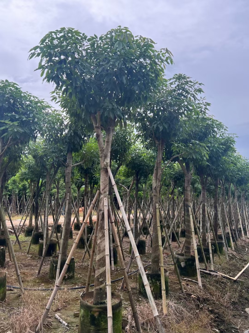 紫花风铃木嫁接苗，紫花琇球风铃木市政骨架苗原生冠