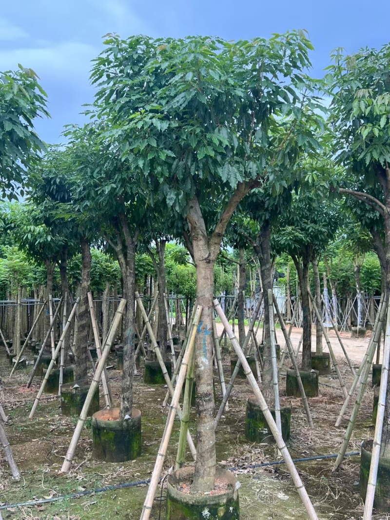 紫花风铃木嫁接苗，紫花琇球风铃木市政骨架苗原生冠