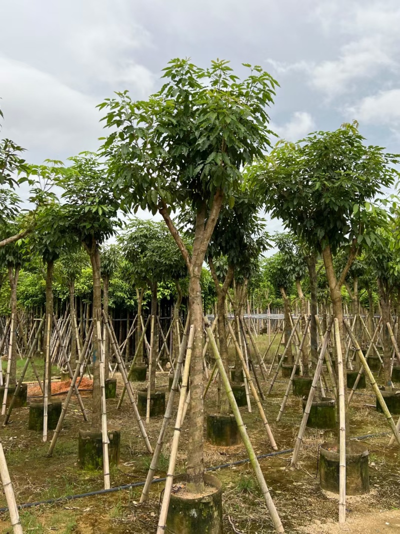 紫花风铃木嫁接苗，紫花琇球风铃木市政骨架苗原生冠