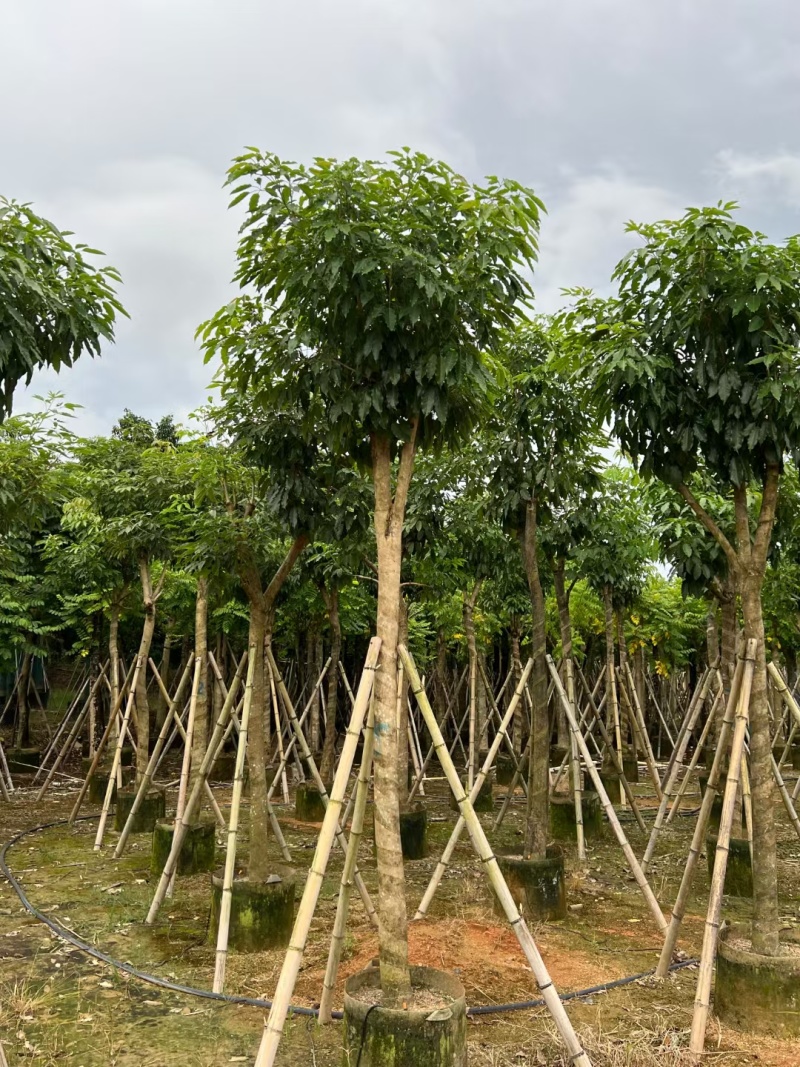 紫花风铃木嫁接苗，紫花琇球风铃木市政骨架苗原生冠