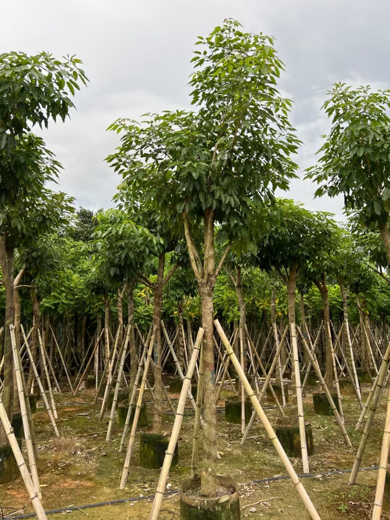 紫花风铃木嫁接苗，紫花琇球风铃木市政骨架苗原生冠