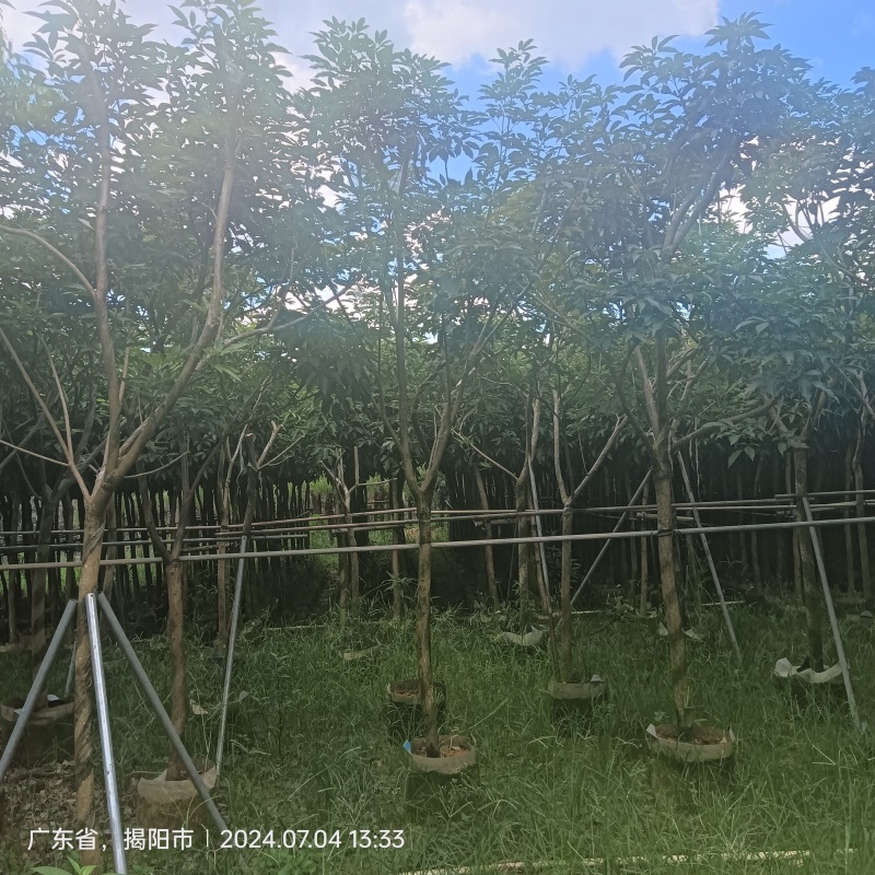 紫花风铃木嫁接苗，紫花琇球风铃木市政骨架苗原生冠