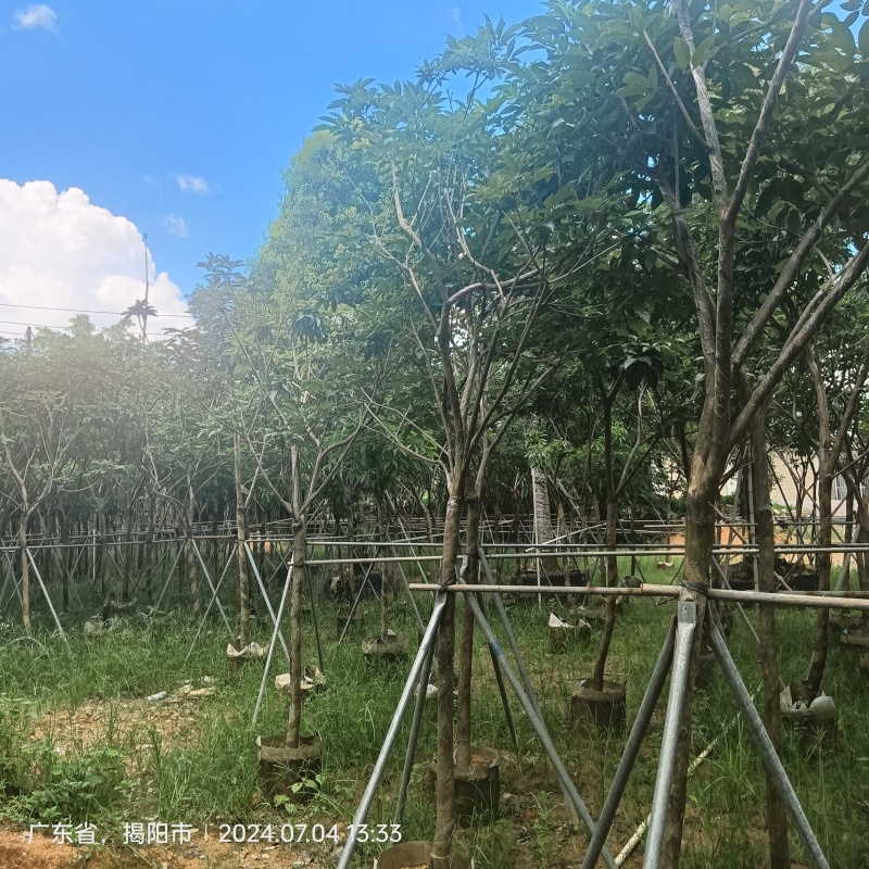 紫花风铃木嫁接苗，紫花琇球风铃木市政骨架苗原生冠