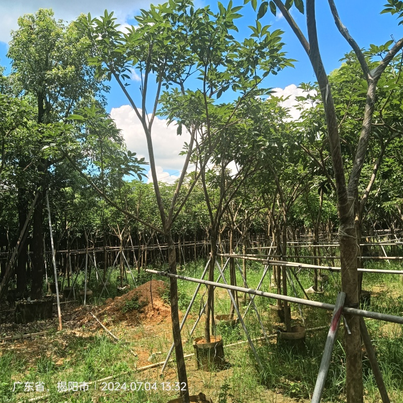 紫花风铃木嫁接苗，紫花琇球风铃木市政骨架苗原生冠