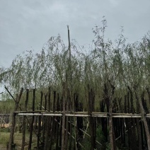 垂柳，柳树5-15分截杆，骨架袋苗供应