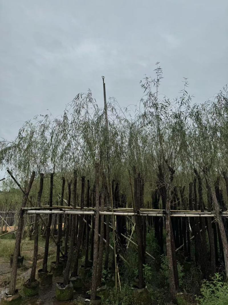 垂柳，柳树5-15分截杆，骨架袋苗供应