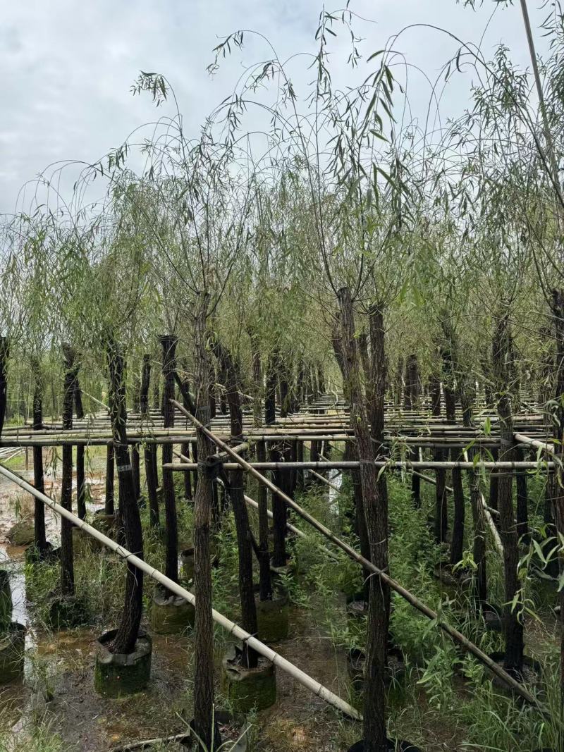 垂柳，柳树5-15分截杆，骨架袋苗供应