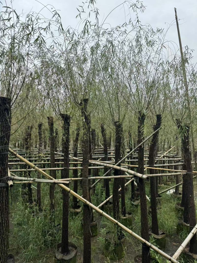垂柳，柳树5-15分截杆，骨架袋苗供应
