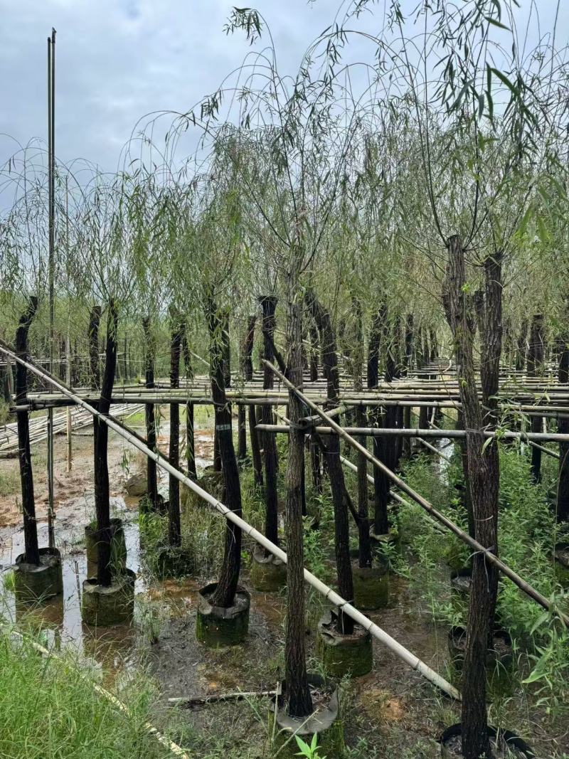 垂柳，柳树5-15分截杆，骨架袋苗供应