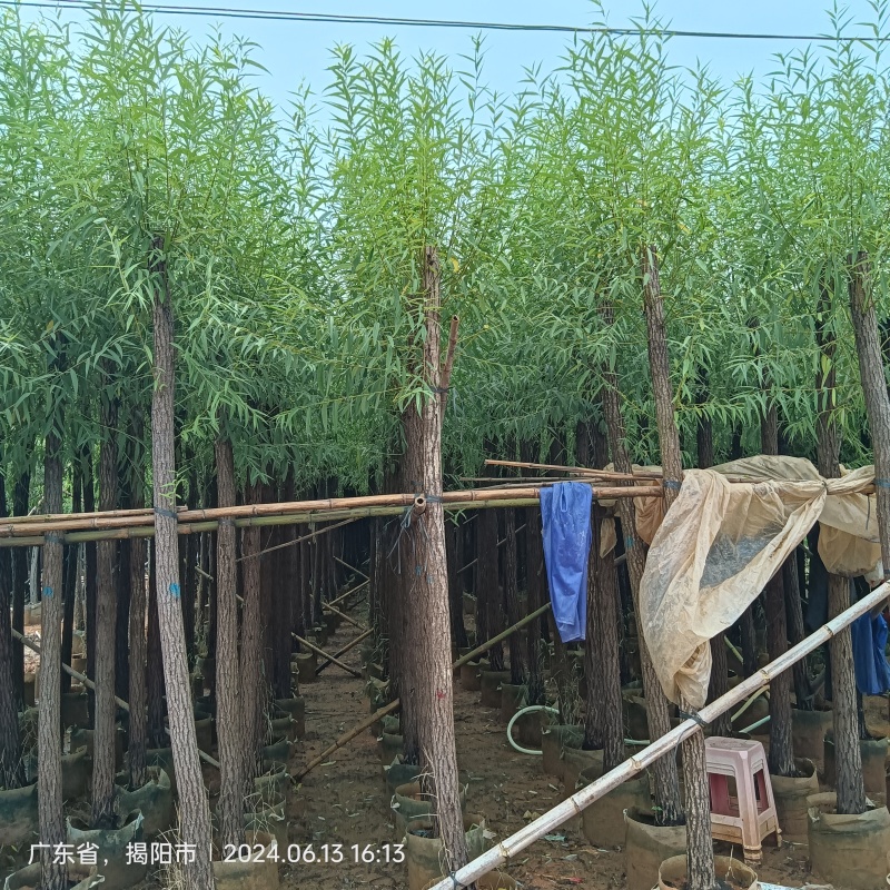 垂柳，柳树5-15分截杆，骨架袋苗供应