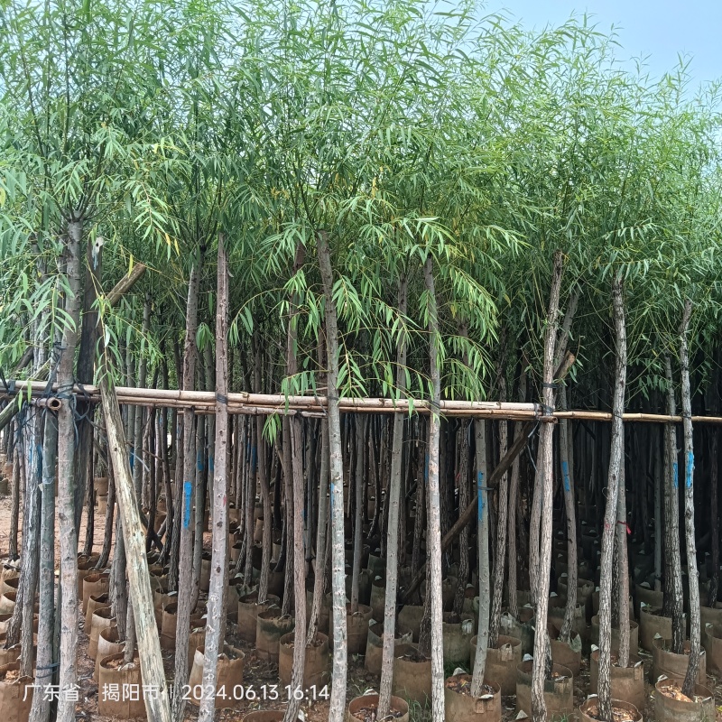 垂柳，柳树5-15分截杆，骨架袋苗供应