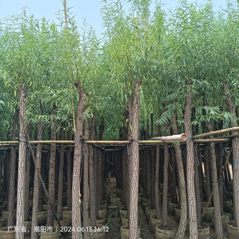 垂柳，柳树5-15分截杆，骨架袋苗供应