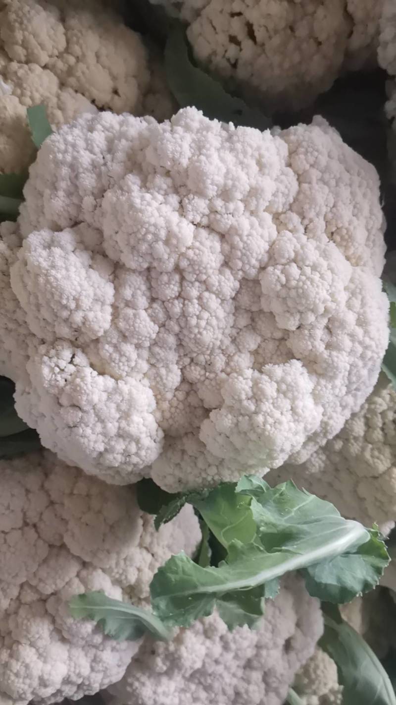 菜花大量上市了。欢迎新老客户前来购买