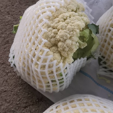 菜花大量上市了。欢迎新老客户前来购买