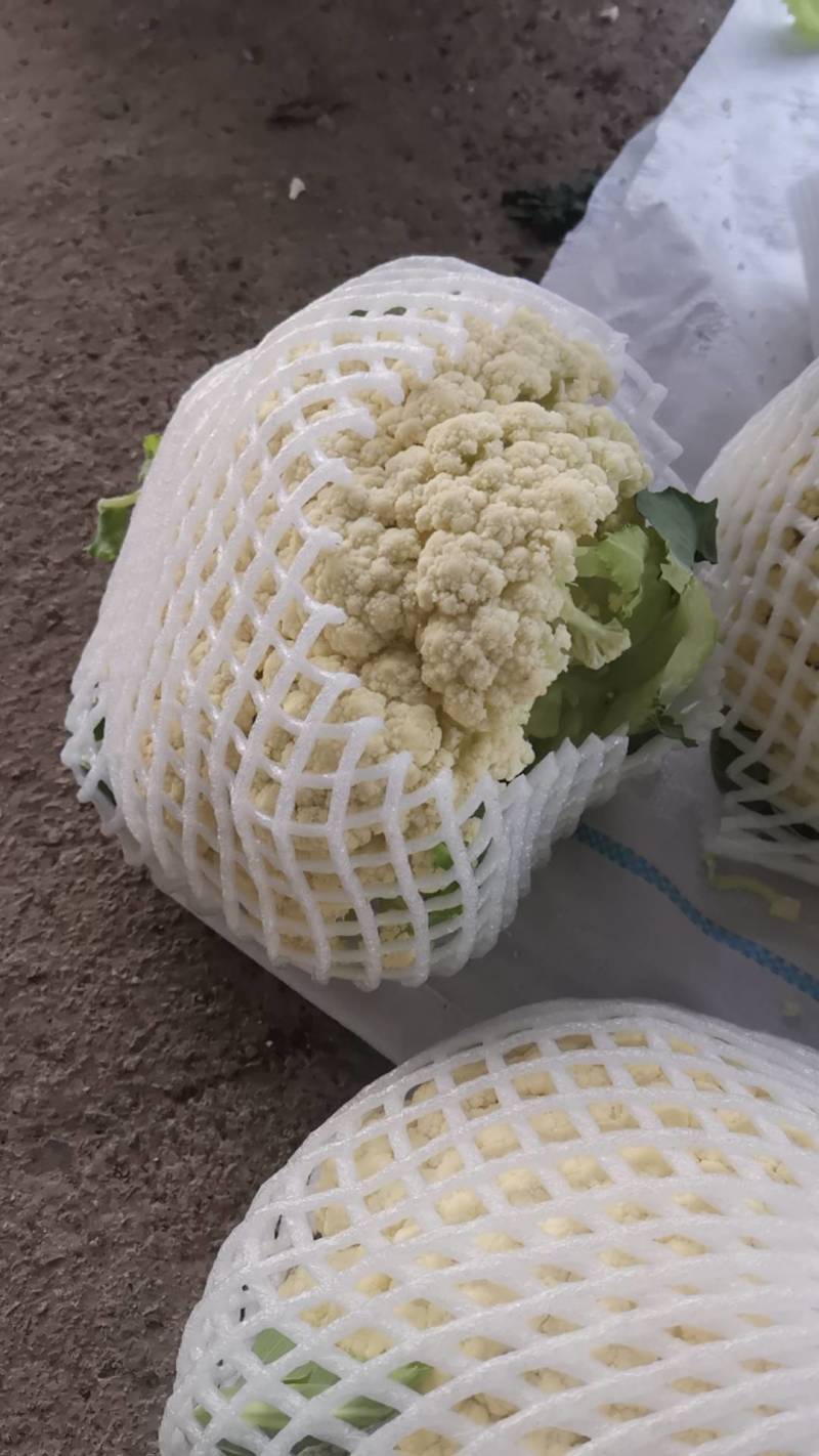 菜花大量上市了。欢迎新老客户前来购买