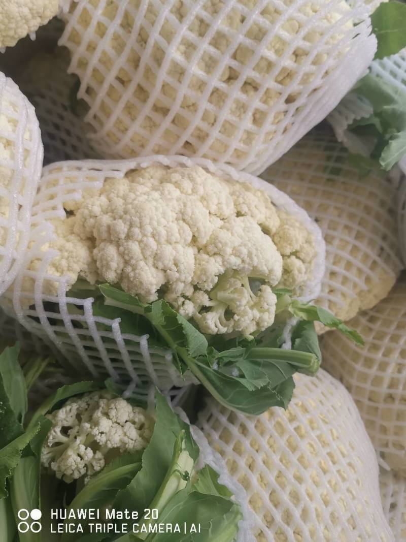 菜花大量上市了。欢迎新老客户前来购买