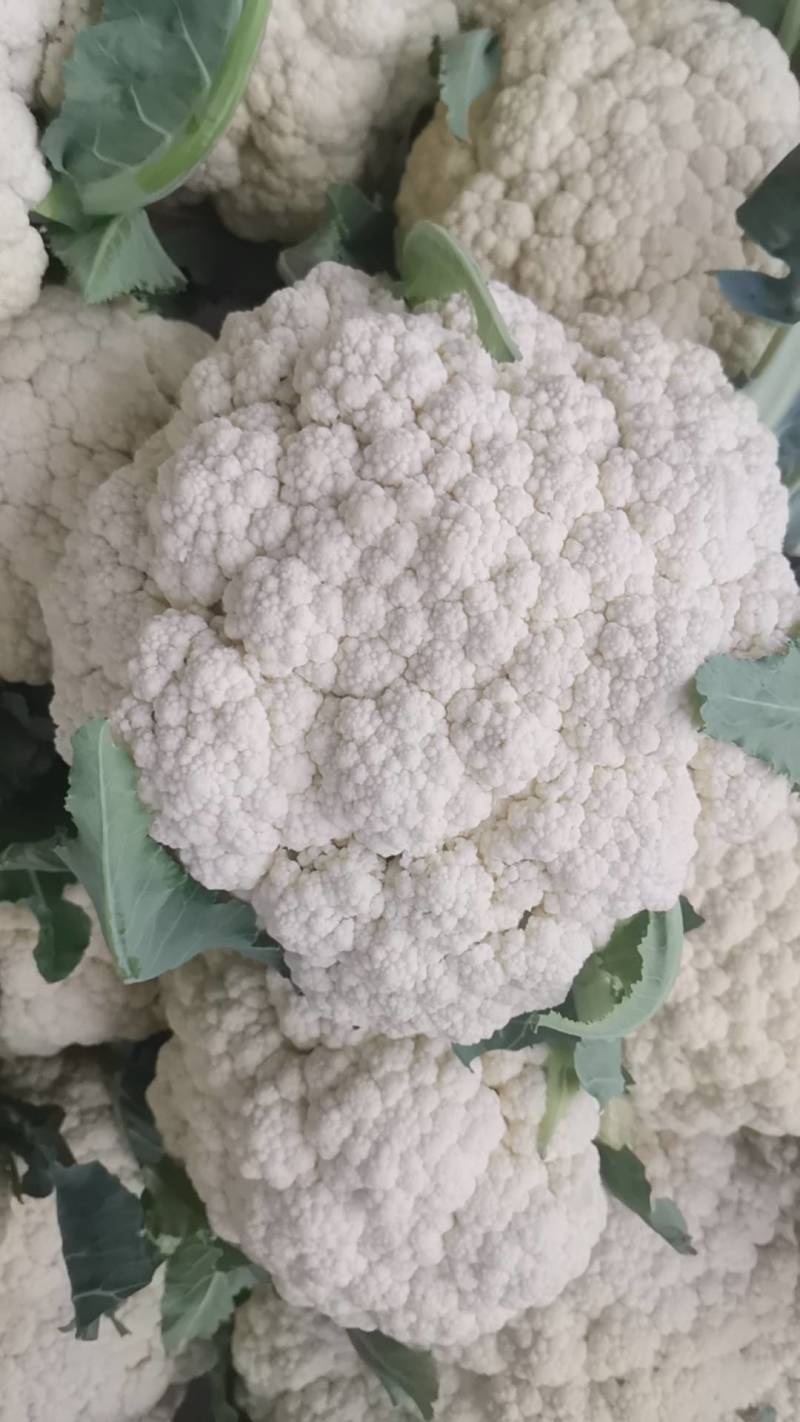 菜花大量上市了。欢迎新老客户前来购买