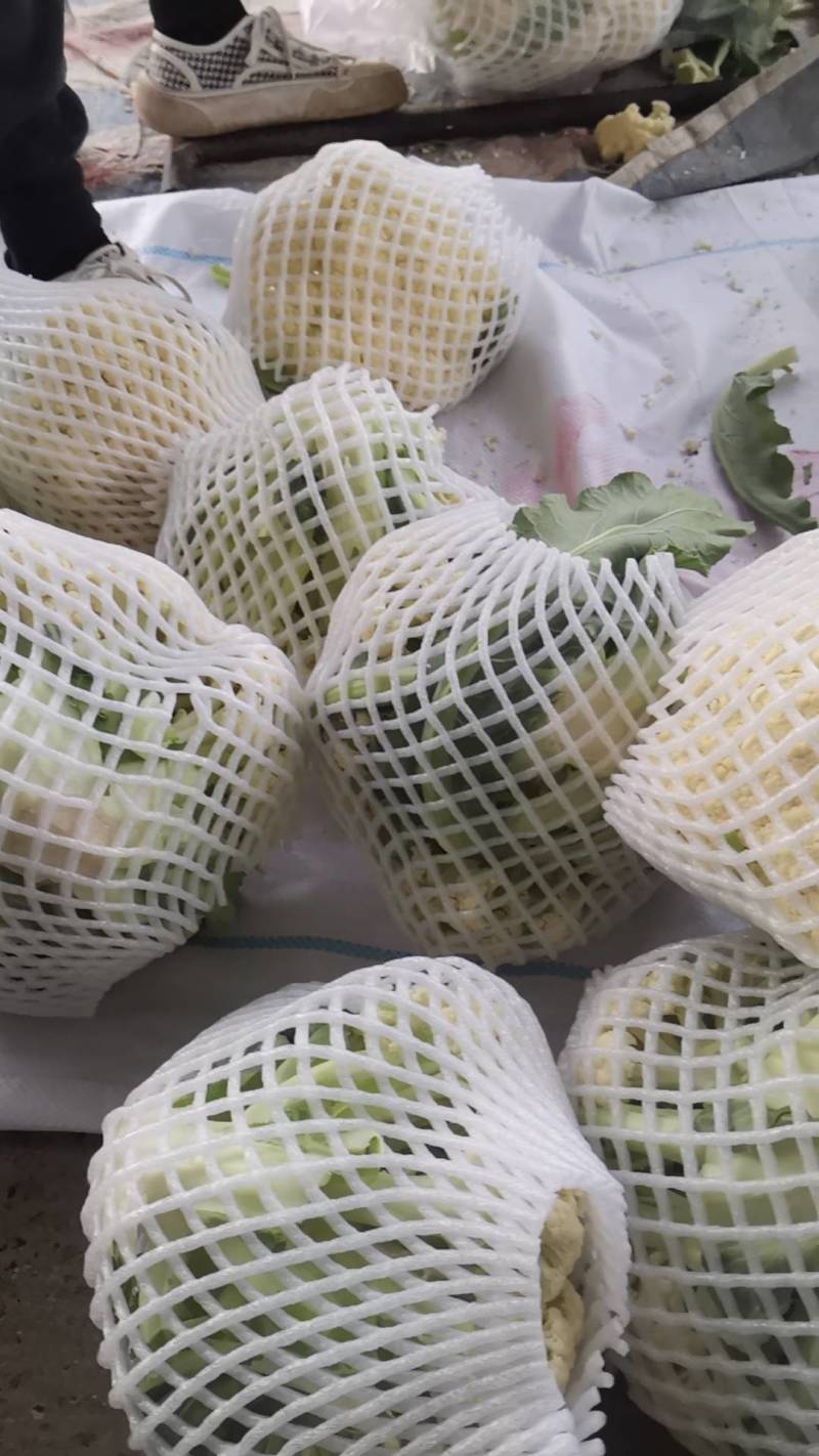 菜花大量上市了。欢迎新老客户前来购买