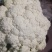 菜花大量上市了。欢迎新老客户前来购买