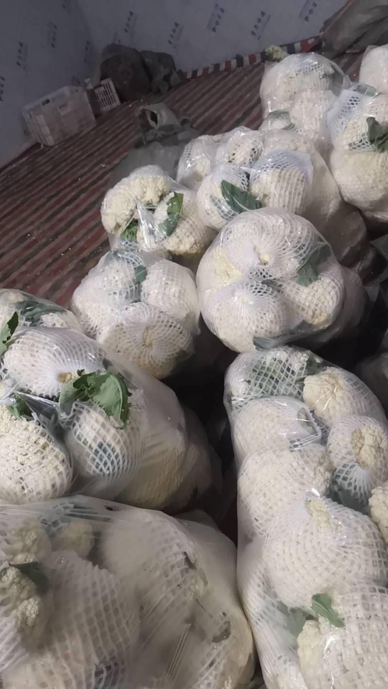 菜花大量上市了。欢迎新老客户前来购买